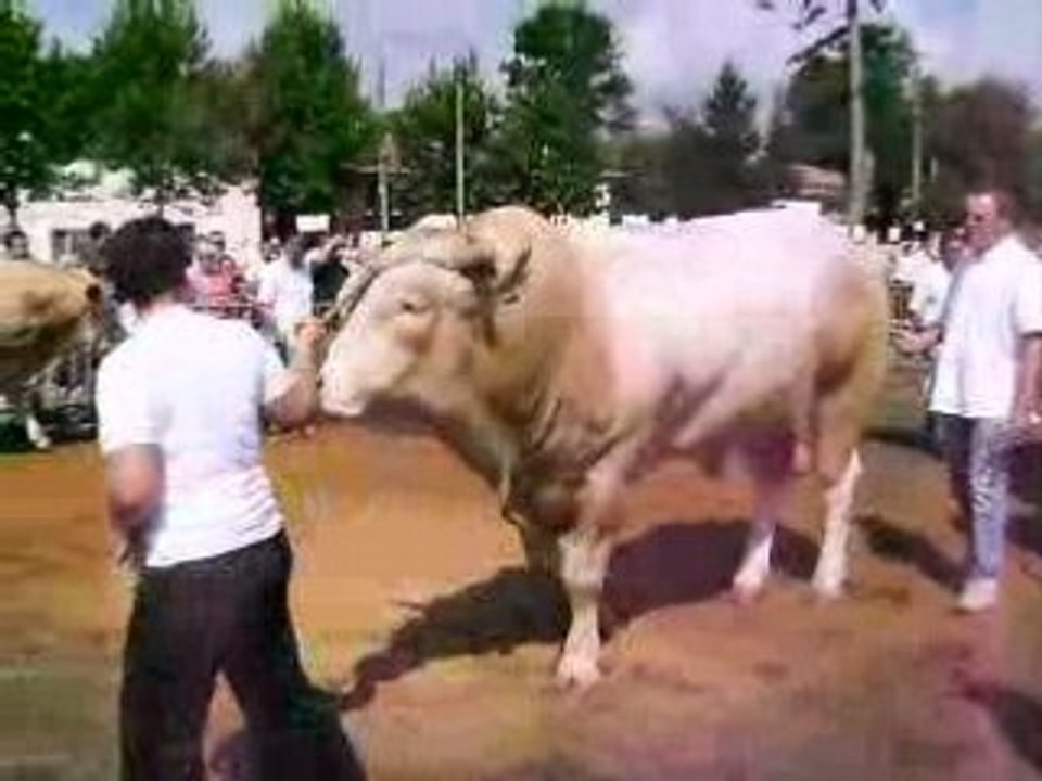 concours Eauze blondes d'Aquitaine 1