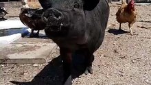 Send it to someone special 🐽💗 #pigsoftiktok #piggy #pig