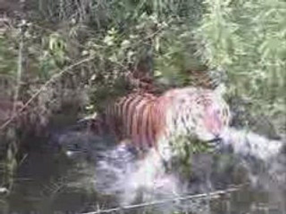 Auroara Tiger Swims