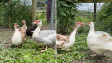 Rescued Duck Immediately Strikes Up Conversation With New Pals At Sanctuary | Wild-ish TV