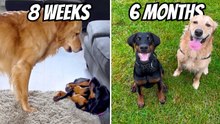Golden Retriever Meets His New Doberman Puppy: First 6 Months Together