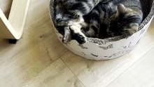 Cat sleeping