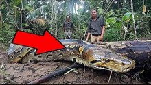 Construction Workers Find anaconda Swallowed a Cooler Box in the Amazon