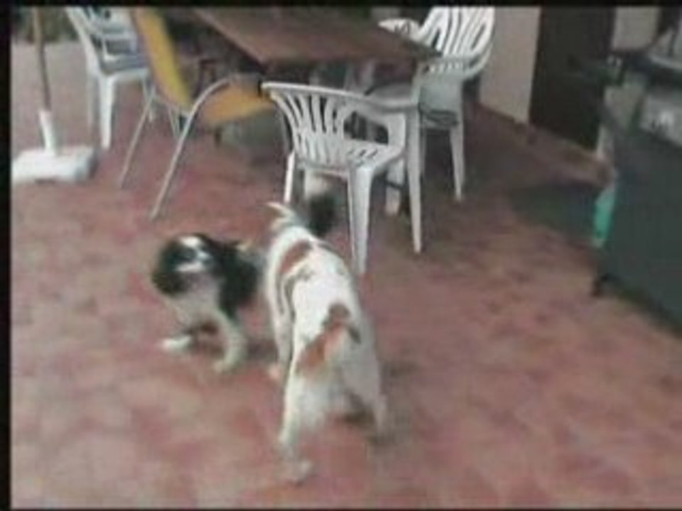 Balto et teddy