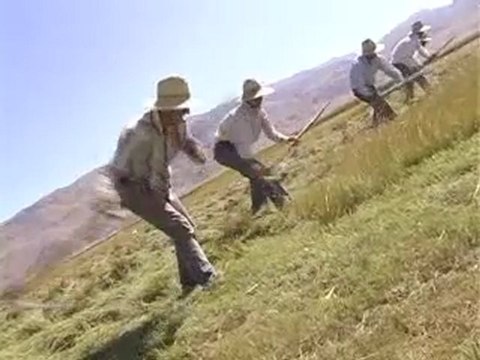 Tirpankêş - Tırpan işçileri - Yüksekova - Erkan Çapraz