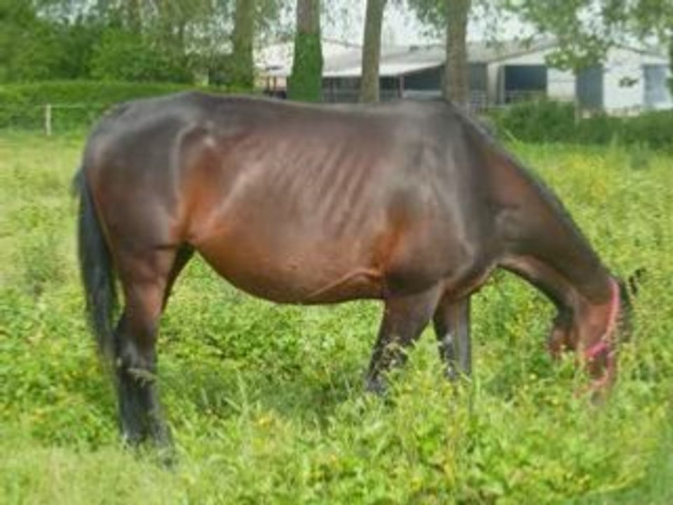 Video hommage chevaux.