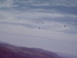 Vol libre avec un rapace