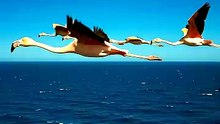 Ocean rulers - flamingos