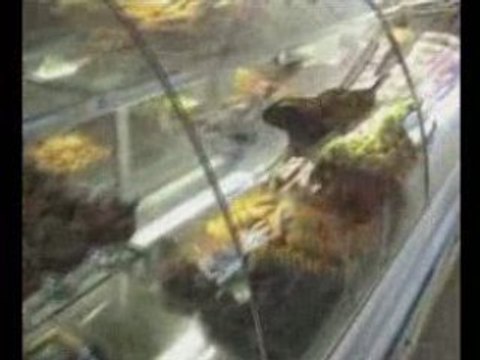 Burçak pastanesi -TOKAT