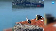Yaren Leylek yuvadan ayrıldı