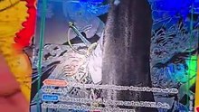 J'ai chopé une DINGUERIE dans les boosters One Piece OP 17 !