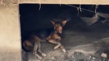 Hund wartet zwischen Trümmern auf seine Besitzer, nachdem Überschwemmungen Dorf in Nepal verwüstet haben
