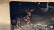 Un chien attend ses maîtres parmi les ruines après des inondations dévastatrices dans un village au Népal