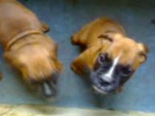 les bb boxer de mon gros loulou