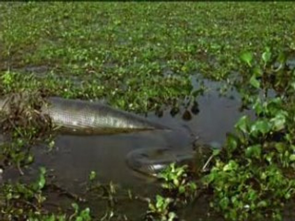 OUT_national geographic - anacondas les geants du venezuela