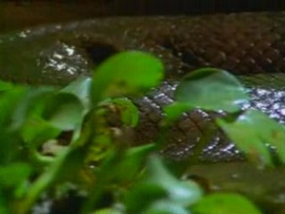 OUT_national geographic - anacondas les geants du venezuela