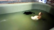 Bathtub explorations. | #SparklegleamFarm #MTM #MaryTylerMolt #DVD #DickVanDuck #homestead #duck #farmanimals #soft #cute