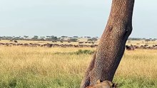 Rare Tree Climbing Lioness Scales Trunk Overlooking Great Migration Plains