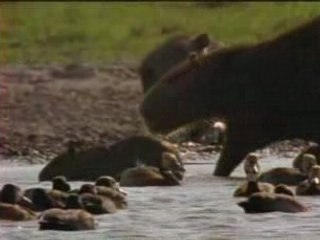 OUT_national geographic - anacondas les geants du venezuela