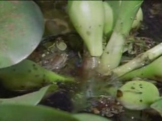 OUT_national geographic - anacondas les geants du venezuela