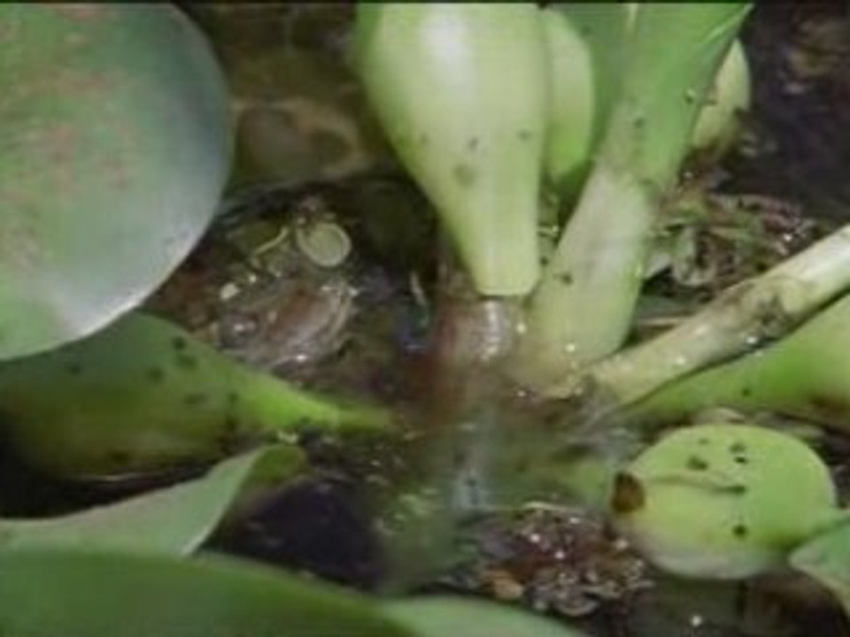 OUT_national geographic - anacondas les geants du venezuela