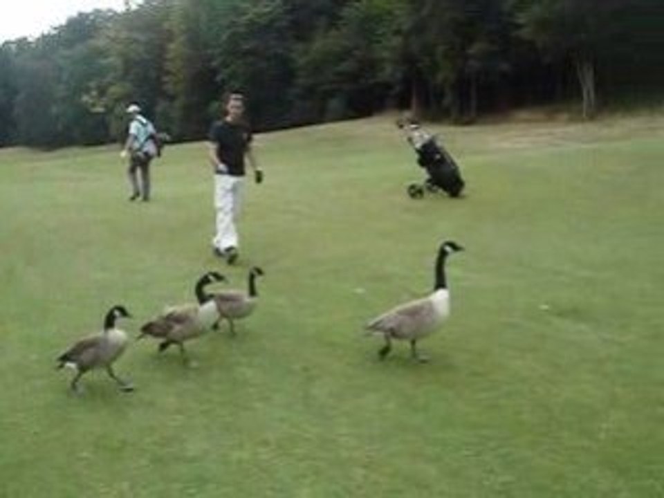 Golf saint-marc