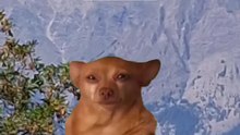 Dog belike