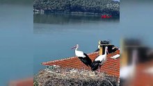 Yaren Leylek'ten Adem amcaya hüzünlü veda: 15 yıllık dostlukta Yaren de Nazlı da Türkiye'den ayrıldı