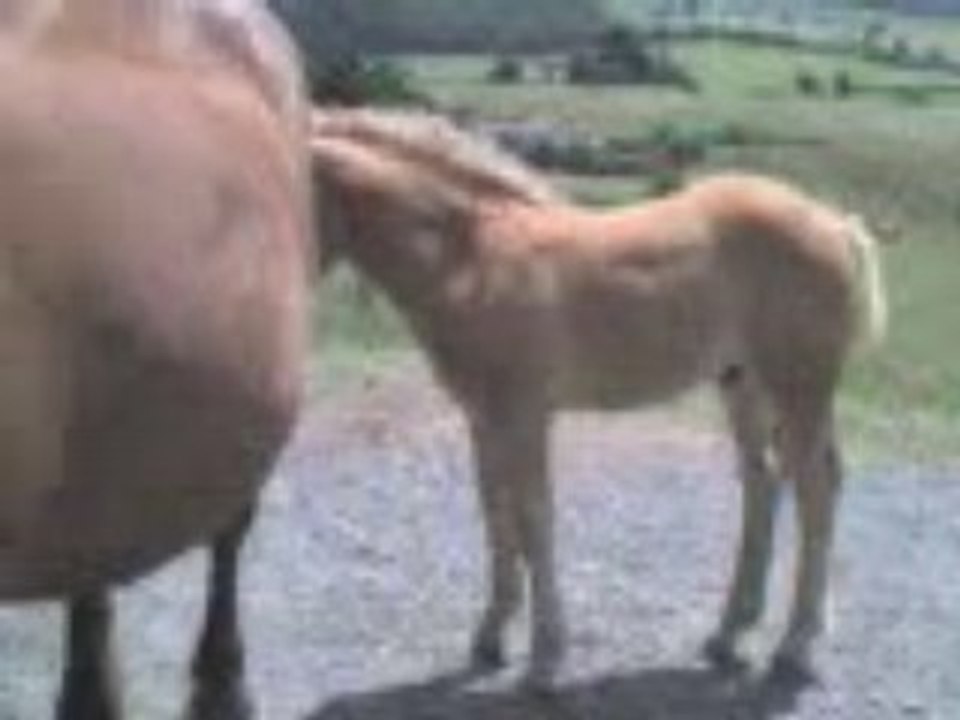 toujours les chevaux de st-bo
