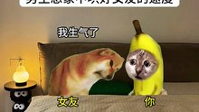 男生想象中哄好女朋友的速度 #猫meme#猫meme小剧场#情侣