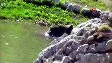 Türkiye'nin turizm başkenti Antalya'da ayıların kar keyfi kamerada!