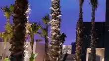 Przegląd hotelu Riu Palace Tikida Taghazout w Maroku