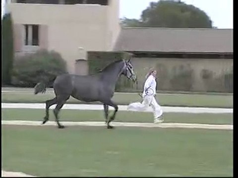 ETALONS LUSITANIENS confirmations et jugements