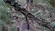 Une meute de petits louveteaux filmée à l'ouest de Lyon