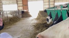 The Woman Teases a Cow, Until It Delivers INSTANT Karma