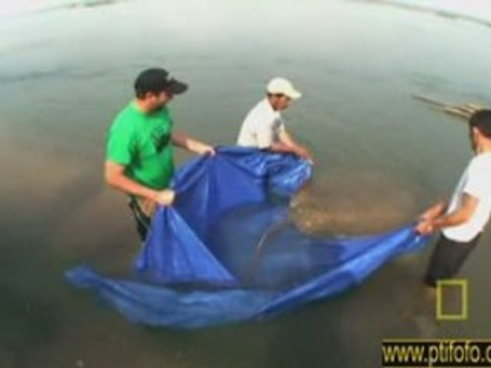 Poisson raie maikhong impretionnant