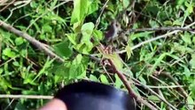 mobile macro photography
