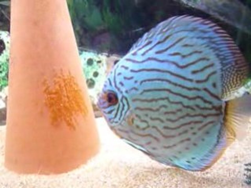 Discus repro