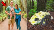 Ridge Loop Forest Mystery: Hikers Find a Tree Hiding a Family