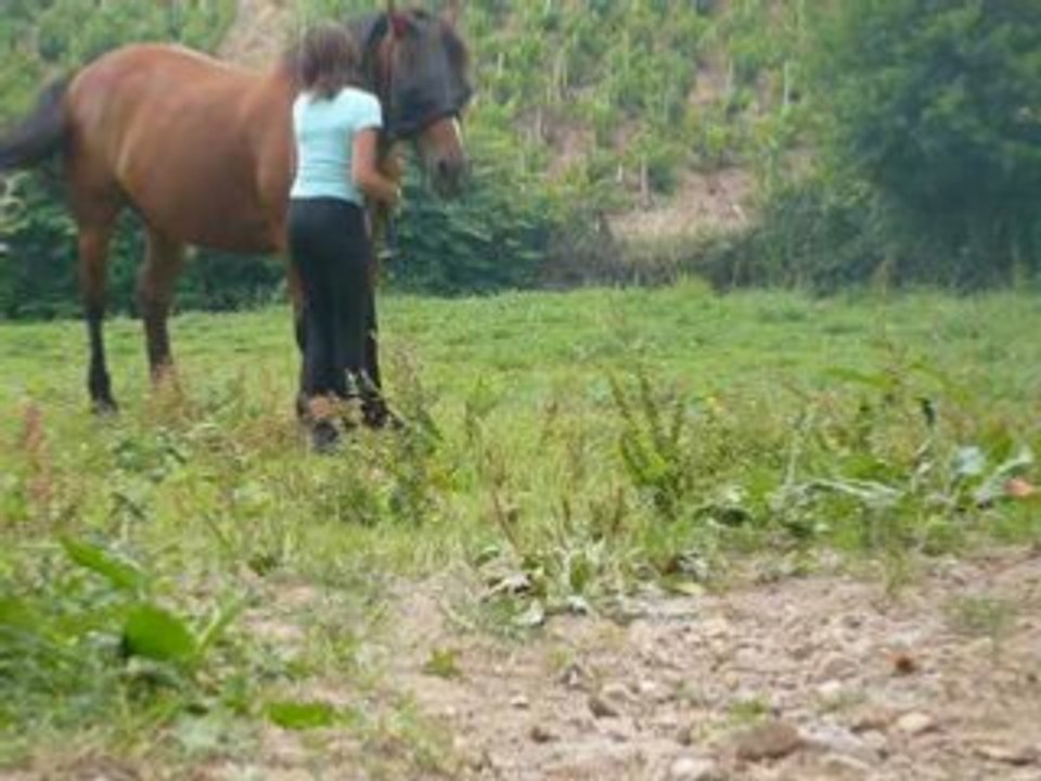 équitation étologique frimeur