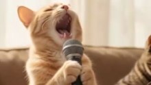 Funny AI Cats Musical Band & Belly Dance Show