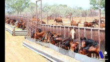 🐴 ¿ESTÁN MATANDO A MILES DE MUSTANGS La verdad detrás de los caballos salvajes de EE. UU.