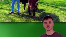 Les plus grosses cornes du MONDE ! #corne #vache #watusi #animaux #nature