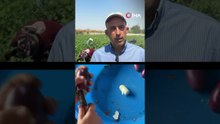 Gaziantep'te Sıcak Havanın Altında Dolmalık Patlıcan Hasadı Başladı!