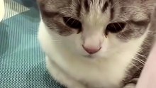 Funny Pets 🔥 Top Amazing Moments 💯 cute