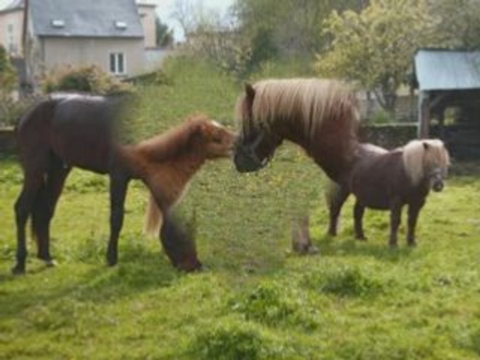 Poneys malheureux