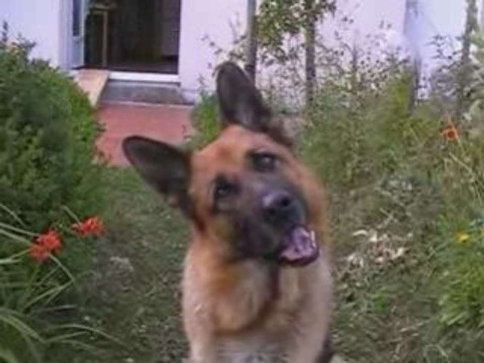 Berger Allemand - Cooper et son fameux balancement de tête !