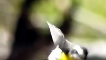 SIBITE: DE R$ 50 A ATÉ R$ 12 MIL! O QUE FAZ UM PASSARINHO VALER TANTO? 😱🐦 #Sibite #PassarosDeCanto #AvesDoBrasil #TorneioDeCanto #Curiosidades