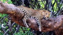 BIG CATS