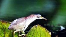 Yellow Heron, Expert Fisherman
